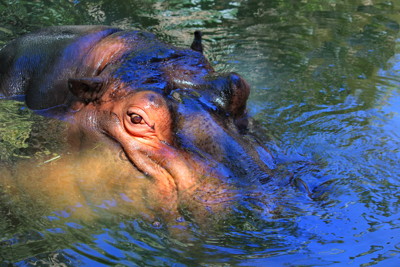 Click here to view at full resolution.