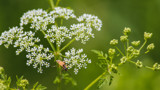 Beetle on Lace by Pistos, photography->flowers gallery