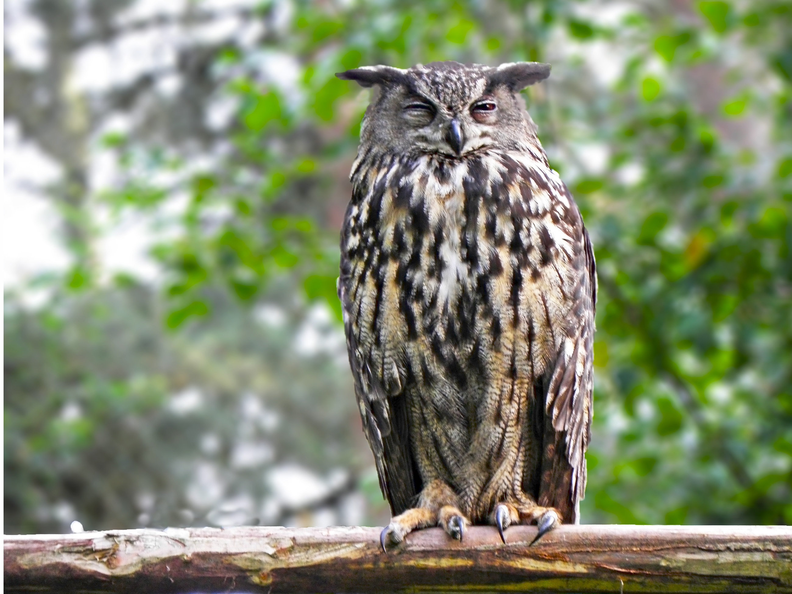 Don't Disturb by Ramad, photography->birds gallery