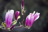 Magnolias by Ramad, photography->flowers gallery