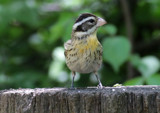 Queen Grosbeak by rahto, photography->birds gallery