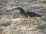 What's the Hurry? by Ramad, photography->birds gallery