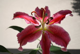 Lovely Lily by jerseygurl, photography->flowers gallery
