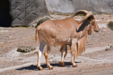 Mountain Goat by Ramad, photography->animals gallery