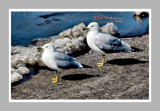 Two Seagulls by gerryp, Photography->Birds gallery