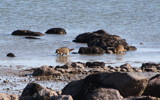 Clamming by Tomeast, photography->animals gallery