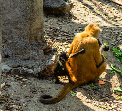 Click here to view at full resolution.