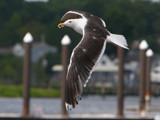 Sailing by the Docks by legster69, Photography->Birds gallery