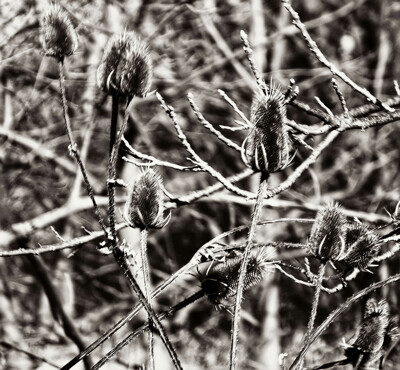 Click here to view at full resolution.