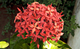 Ixora by prashanth, Photography->Flowers gallery