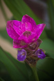 Tropical Flower by Pistos, photography->flowers gallery