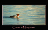 Merganser by gerryp, Photography->Birds gallery