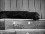 Sad &amp; Soulful Seal by LynEve, photography->animals gallery