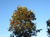 Blue Sky,(honest!). by Novice, Photography->Skies gallery