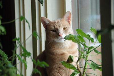 Click here to view at full resolution.