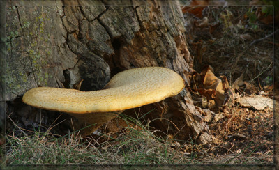 Click here to view at full resolution.