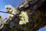 Cherry Tree Blossoms by Pistos, photography->flowers gallery