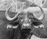 Water Buffalo by bif000, Photography->Animals gallery