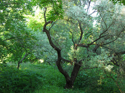 Click here to view at full resolution.