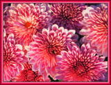 Mums Aglow by paramedyc, Photography->Flowers gallery