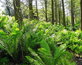 Ferns in Spring by Ramad, Photography->Nature gallery