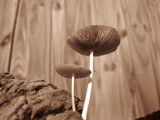 Arise by plantprincess, photography->mushrooms gallery