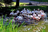 Snooze Time by Ramad, photography->birds gallery