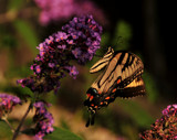 Magnificent Visitor by vangoughs, Photography->Butterflies gallery