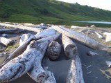 drift wood by ezpeterson, Photography->Landscape gallery