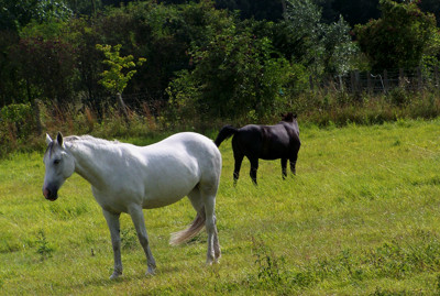 Click here to view at full resolution.