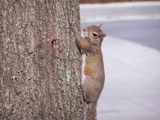 Squirrel by Mvillian, Photography->Animals gallery