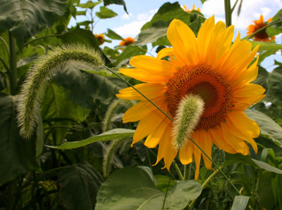Click here to view at full resolution.