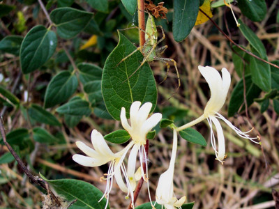 Click here to view at full resolution.