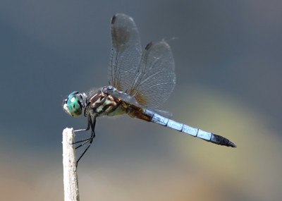 Click here to view at full resolution.