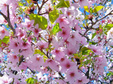 Cherry Tree Blossoms 2 by gandarva, photography->flowers gallery