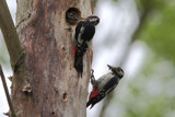 Woodpeckers by Paul_Gerritsen, Photography->Birds gallery