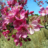 Spring Time on the Prairie by Pistos, photography->flowers gallery