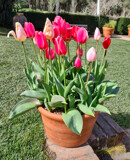 Foofy Friday - 1 by palral, photography->flowers gallery