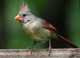 Miss Cardinal by rahto, photography->birds gallery