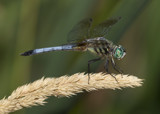 Pond Sniper by rahto, photography->insects/spiders gallery