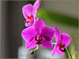 Shining Orchids by Ramad, photography->flowers gallery