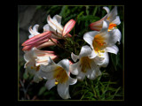 Lilies Of The Field by LynEve, photography->flowers gallery