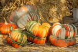 Turk's turban squash by Paul_Gerritsen, Photography->Still life gallery