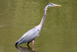 A True Fisherman by rahto, photography->birds gallery