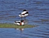 Shelducks by biffobear, photography->birds gallery