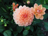 Dahlias Young and Adult by Ramad, photography->flowers gallery