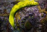 The Mighty Eel by Pistos, photography->animals gallery