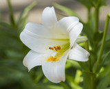 The Tuba of the Flower World by PatAndre, photography->flowers gallery