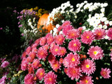 Mums with a Pumpkin Accent by Pistos, photography->flowers gallery