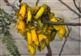 Kowhai by LynEve, photography->flowers gallery